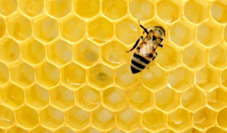 Honning økologisk eller ikke økologisk